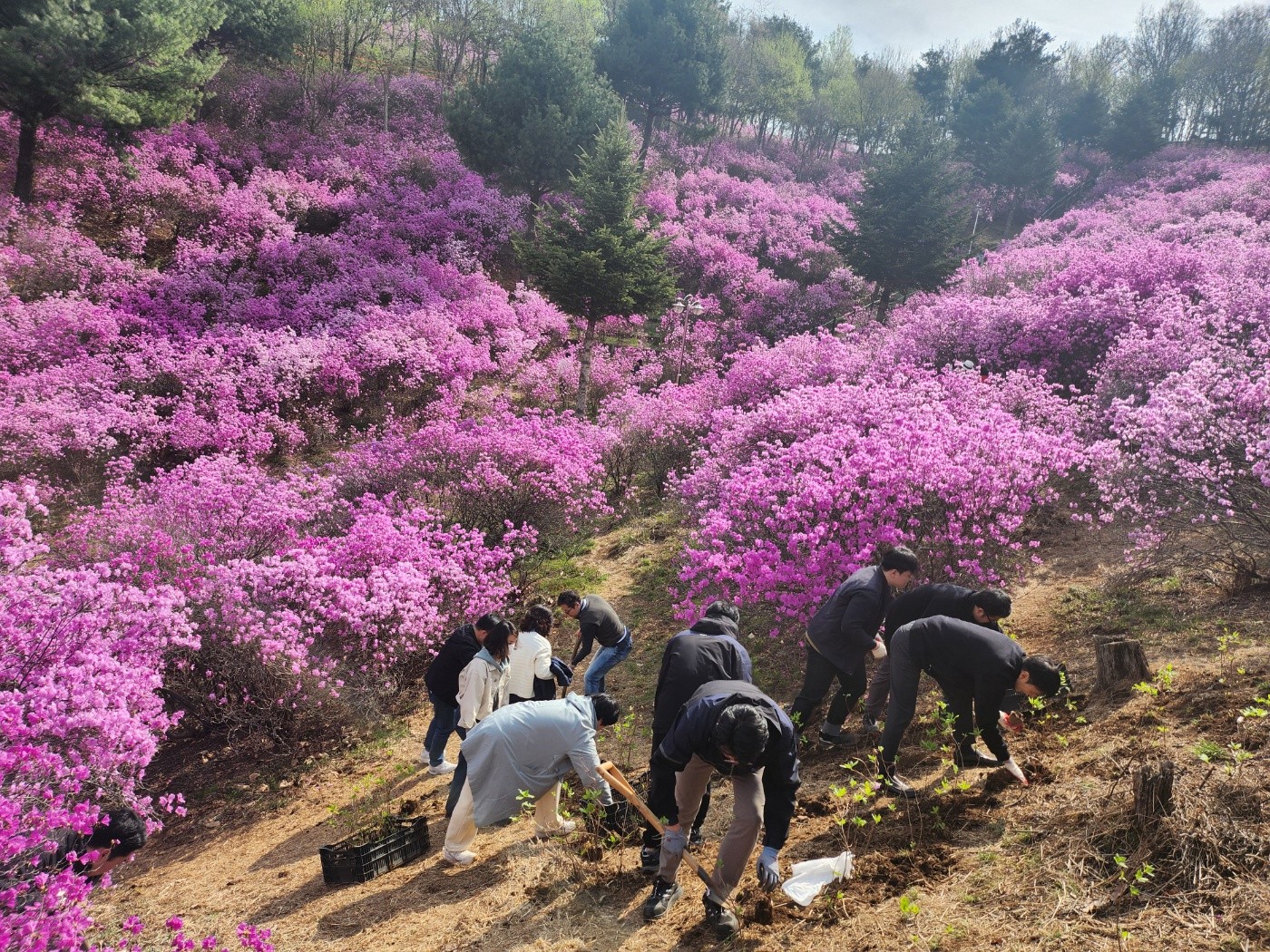 식목일 맞이 진달래심기 행사.jpg